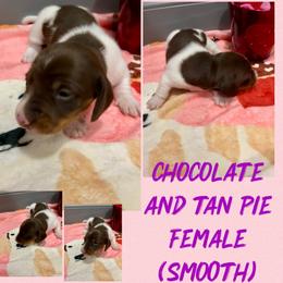 Choc and tan pie - Chocolate and tan female Dachshund puppy in Lakeland, Florida from Berry Dachshunds