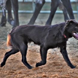 Australian Shepherds from Krazy G Brand Aussies