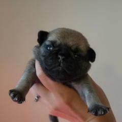 Roy - Fawn male Pug puppy in Lugoff, South Carolina from Peak Bullies and Pugs SC