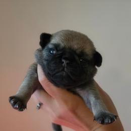 Roy - Fawn male Pug puppy in Lugoff, South Carolina from Peak Bullies and Pugs SC