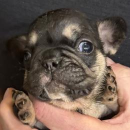 ROXIE.    Black n tan yellow collar - Black and tan female French Bulldog puppy in Rhode Island from Hope Valley Hounds