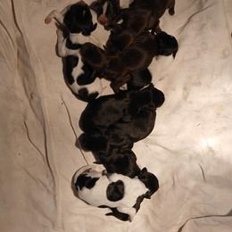 Boy 3 - Liver male German Shorthaired Pointer puppy in Laporte, Minnesota from Northern Odyssey Gun Dogs