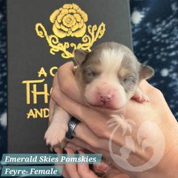 Feyre - Merle female Pomsky puppy in Sumter, South Carolina from Emerald Skies Pomskies