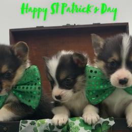 Border Collie and Pembroke Welsh Corgi Puppies from Whisenhunt Farms