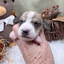Spooky - Piebald male Dachshund puppy in Hockley, Texas from Shans Down Home Doxies