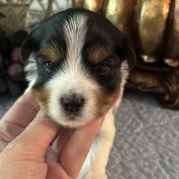 Harley - Black tan and white male Biewer Terrier puppy in Oklahoma from Rocky Oak Cavaliers & Biewer Terriers LLC