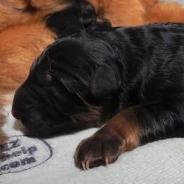Orange Collar - Male - Black and red male German Shepherd puppy in Charlotte, North Carolina from Zuflucht K9s