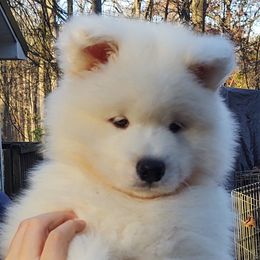 Borzoi and Samoyed Puppies from Kalabria