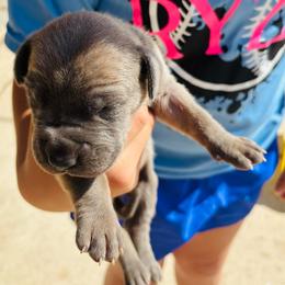 Boy 2 - Fawn male Great Dane puppy in Devine, Texas from Texas Devine Danes & Aussies