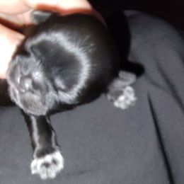 Sleepy or Girl 2 - Black female Shih Tzu puppy in Lostant, Illinois from Bella's Babies