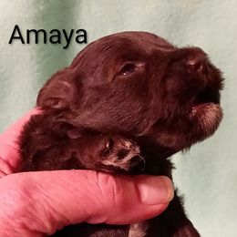 Amaya - Liver female Miniature Schnauzer puppy in Midland, Texas from Shebbies Puppy Palace