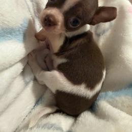 Dolly - Chocolate and white female Chihuahua puppy in Pounding  Mill, Virginia from Rosa's Chihuahuas