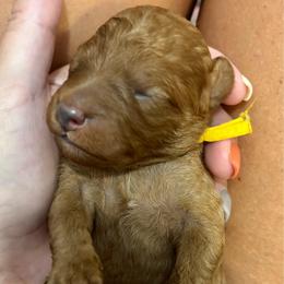 Bugle - Red  male Goldendoodle puppy in Coats, North Carolina from TH.EM Doodles