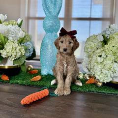 Magenta Collar - Red female Irish Doodle puppy in Indiahoma, Oklahoma from Farm Fresh Doodles