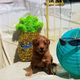 Goldendoodle Puppies from Puppy Love Doodles