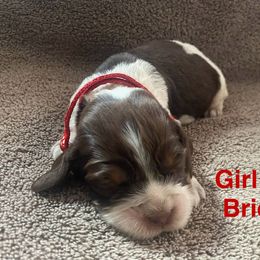 English Springer Spaniel Puppies from Picky’s Puppies
