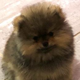 Keeshond and Pomeranian Puppies from Mary Schooner