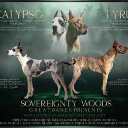 Great Dane puppies from Sovereignty Woods Great Danes