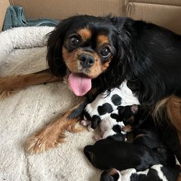 Gizmo - Cavalier King Charles Spaniel