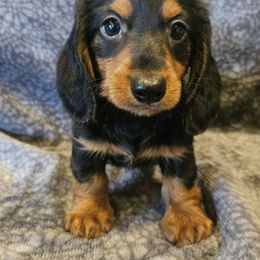 Gunner - Black and tan male Dachshund puppy in Tower City, Pennsylvania from Stoney Mountain Mini Doxies