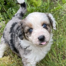 Aussiedoodles from Silvercreek Aussies and doodles