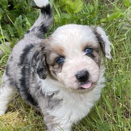 Aussiedoodles from Silvercreek Aussies and doodles
