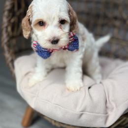 Popcorn - Caramel cream male Australian Labradoodle puppy in Calhoun, Louisiana from Arrowhead Australian Labradoodles