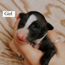 Girl 5 - Italian Greyhound puppy in Waianae, Hawaii from Makanalani Yorkies and Iggys