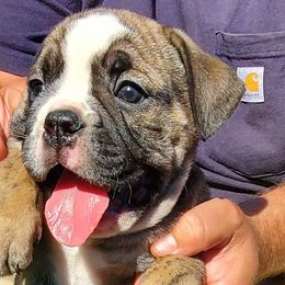 Bulldogs from Mudlick Bulldogs
