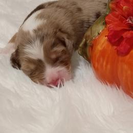Australian Shepherd Puppies from SugarWood