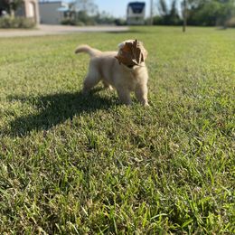 Golden Retriever Puppies from Lyons Golden Retrievers