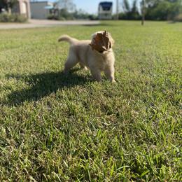 Golden Retriever Puppies from Lyons Golden Retrievers