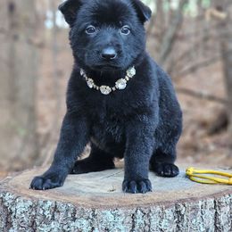 Fable - Black female German Shepherd puppy in Louisburg, North Carolina from Raven Oak's Shepherds & Dachshunds