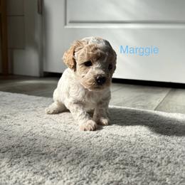 Marggie - White female Cavapoo puppy in Spanish Fork, Utah from Hamann's Cavapoo Puppies