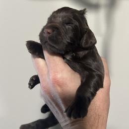 Girl 2 - Liver and white female English Cocker Spaniel puppy in Martinez, Georgia from River Trail Kennels