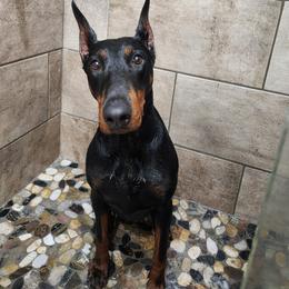 Doberman Pinscher All Grown Up from Doig Dobermans