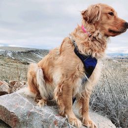 Ainé - Golden Retriever