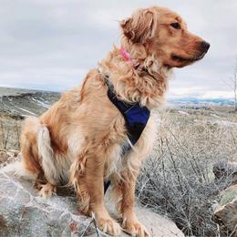 Ainé - Golden Retriever