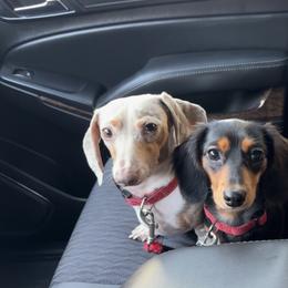 Dachshund puppies from Wade’s Teenie Weenies