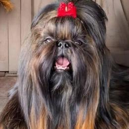 Sunny-Girl☀️ - Shih Tzu