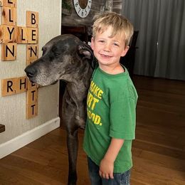Great Dane All Grown Up from Blue Dane Ridge
