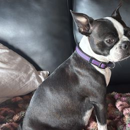 Ellie - Boston Terrier