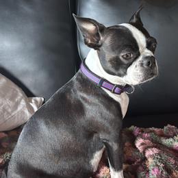 Ellie - Boston Terrier