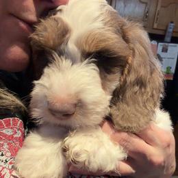 AKC Cupid has that RBF face like his momma - Piebald male Dachshund puppy in Erie, Michigan from Champagne’s Grinch Toe’d Dachshunds