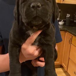 Boy 4 - Black brindle male Cane Corso puppy in Olympia, Washington from Grayling Dawn Cane Corso