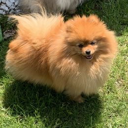 Ella - Pomeranian