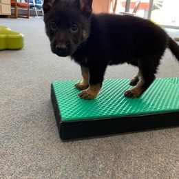 German Shepherd Puppies from Zobelhund German Shepherds