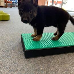 German Shepherd Puppies from Zobelhund German Shepherds
