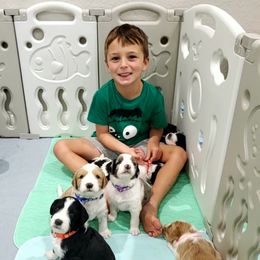 Aussiedoodle Puppies from Southwest Florida Doodles