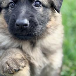 Pastini - Sable female German Shepherd puppy in Corning, Ohio from Chapel Hill Shepherds